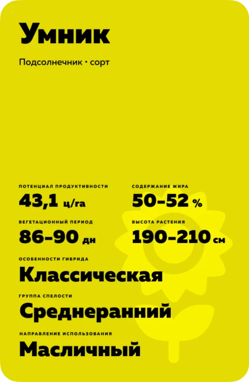Умник сорт подсолнечника