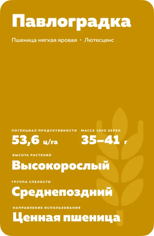 Павлоградка ® сорт мягкой яровой пшеницы