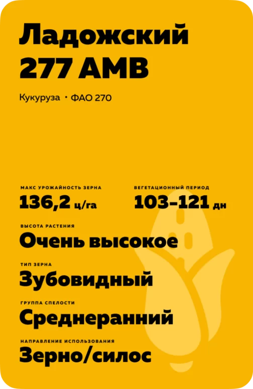 Ладожский 277 АМВ гибрид кукурузы