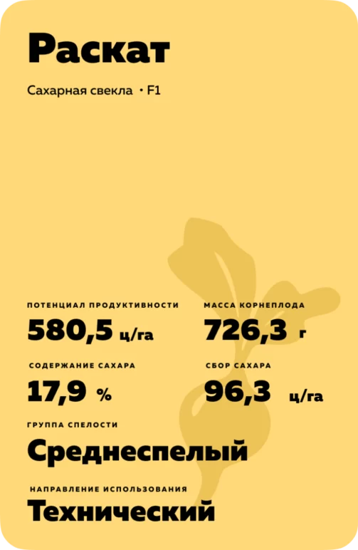 РАСКАТ - гибрид свеклы сахарной