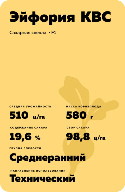 Эйфория  КВС (EUPHORIA KWS) гибрид сахарной свеклы
