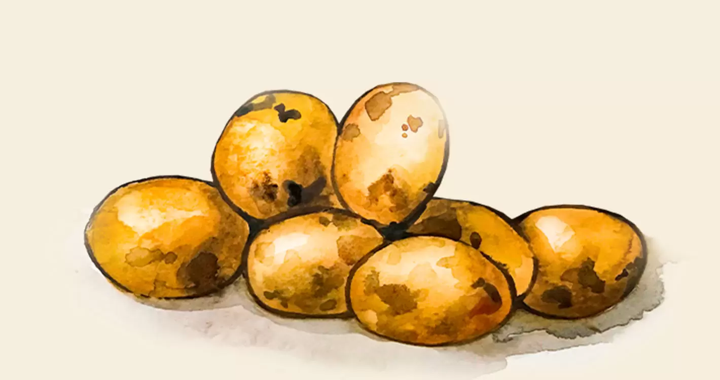 Описание сортов картофеля, отзывы, характеристика, урожайность