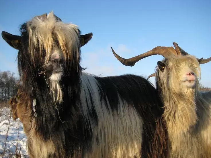 Голландский ландрас - порода коз