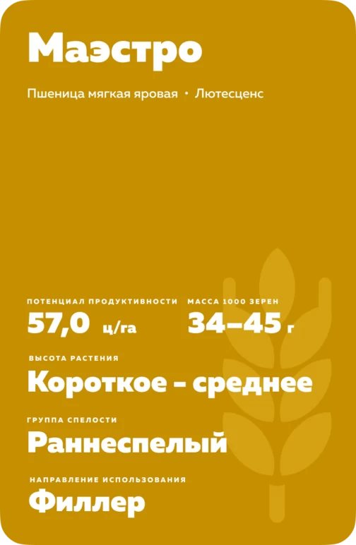 Маэстро сорт мягкой яровой пшеницы