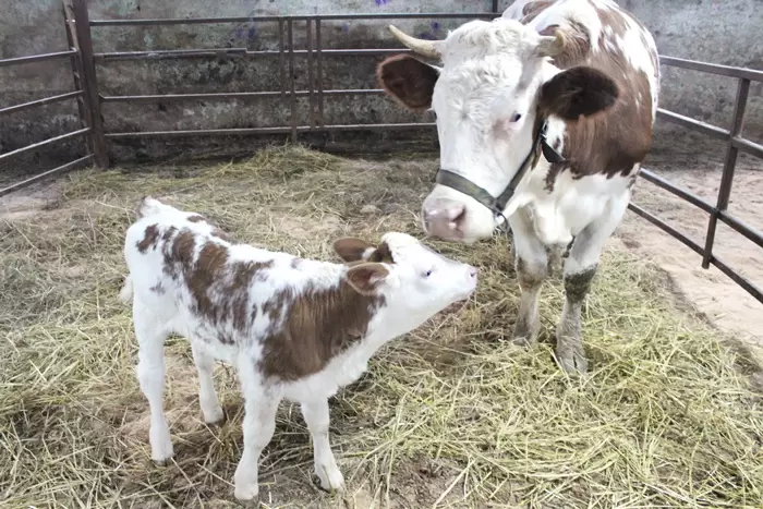 Первая клонированная корова в РФ, дающая гипоаллергенное молоко, родила теленка