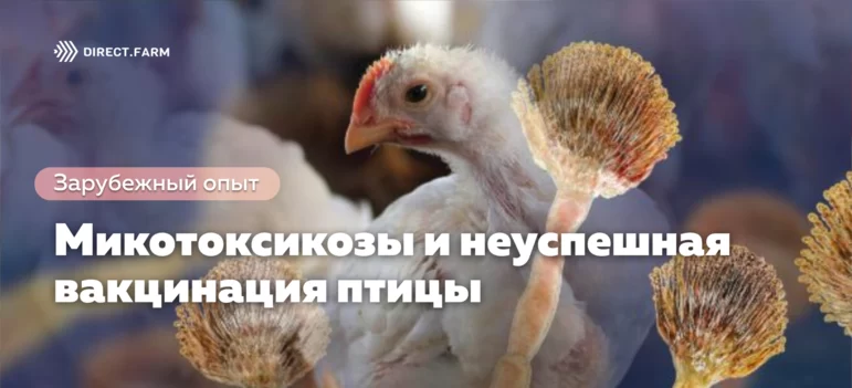 Микотоксикозы хозяйственной птицы: угроза, влияющая на успех вакцинации?