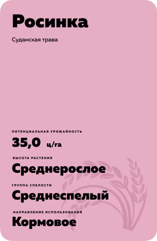 Росинка