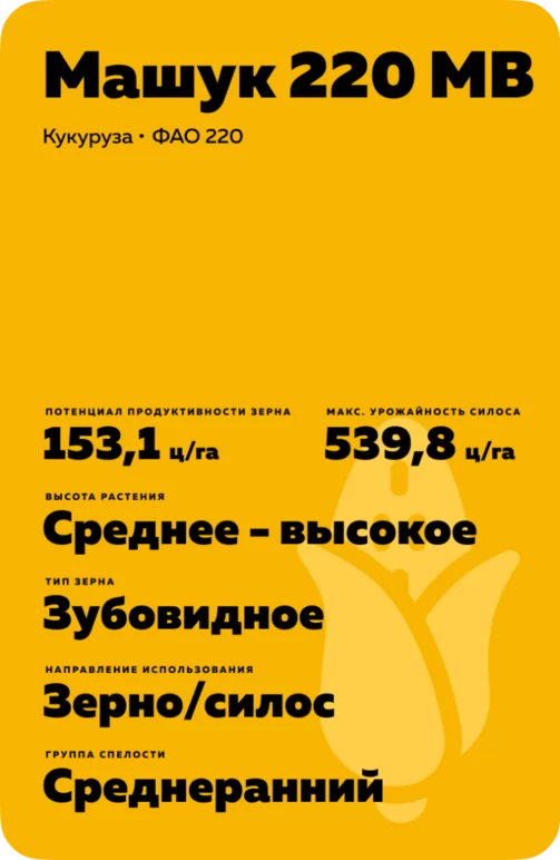 Машук 220 МВ гибрид кукурузы