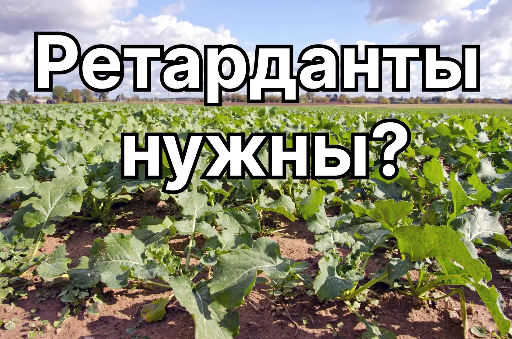 Озимый рапс: нужны ретарданты осенью?