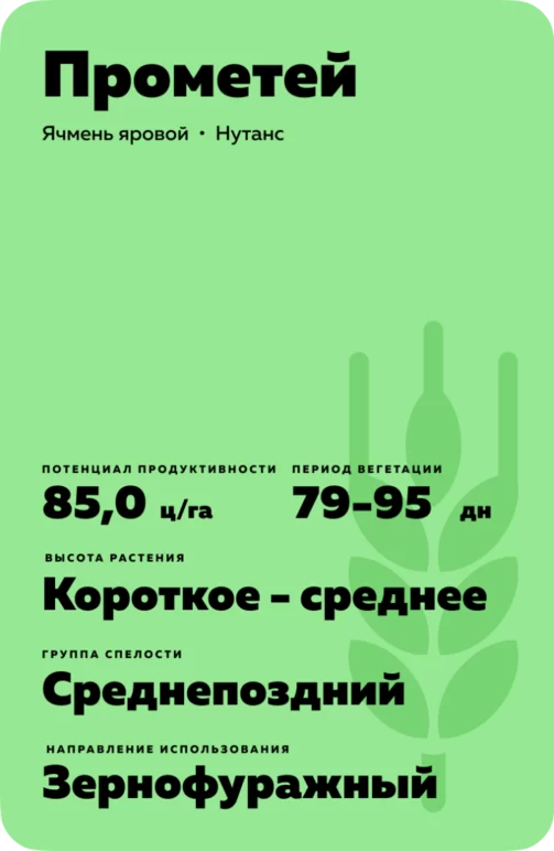 Прометей сорт ярового ячменя