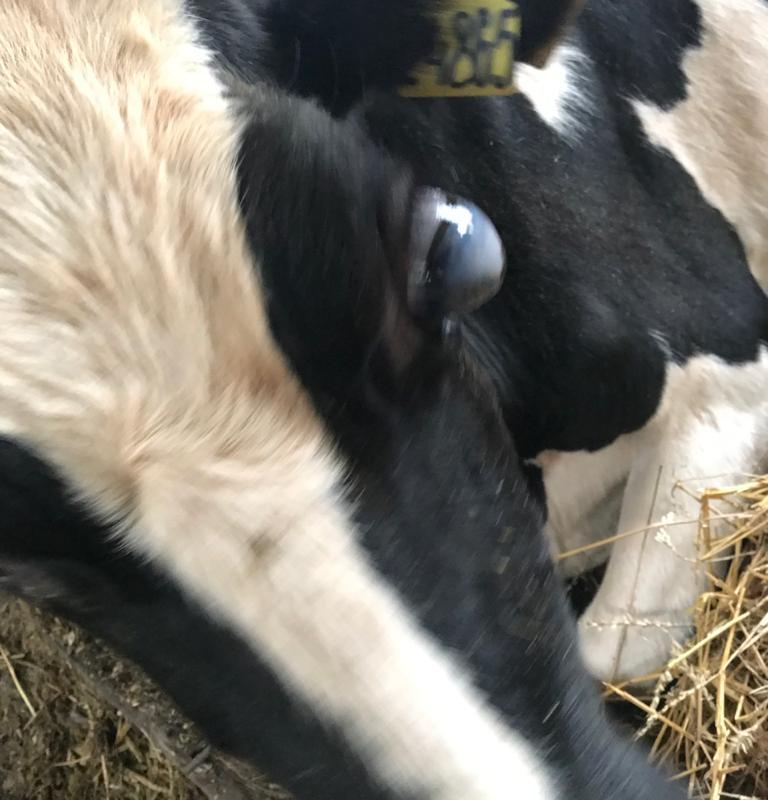 Что с глазами у коровы?