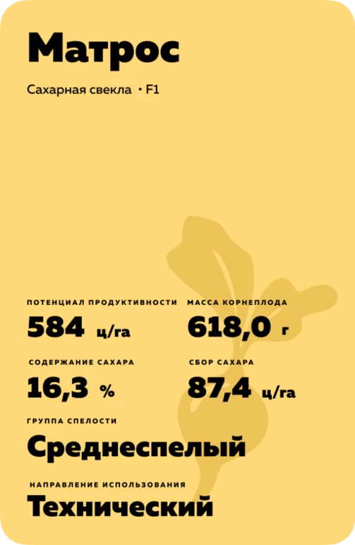 Матрос - гибрид свеклы сахарной