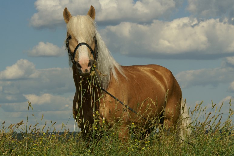 Белорусская упряжная порода лошадей 