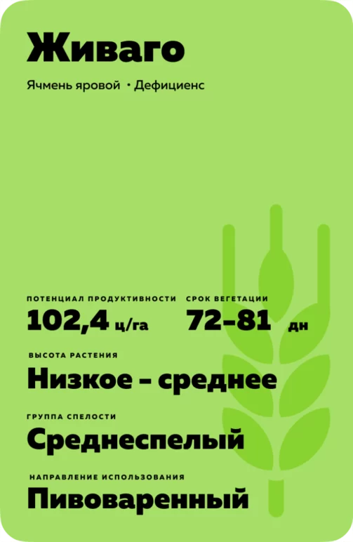 Живаго (SCHIWAGO) сорт ярового ячменя