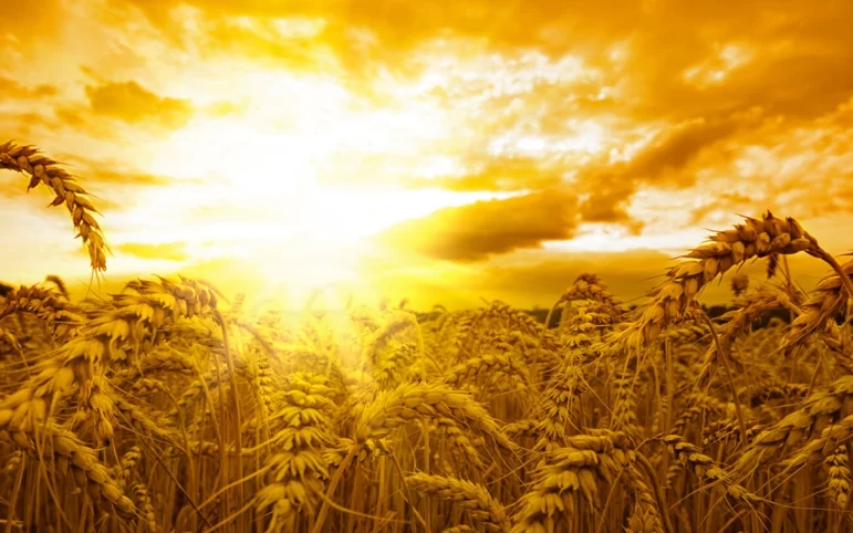 🏜Угроза резкого потепления может стать причиной плохого урожая в 2023 году