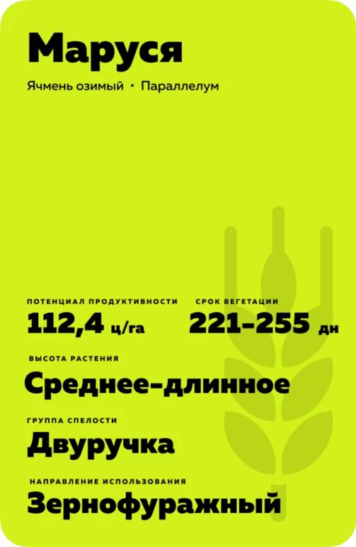 Маруся сорт озимого ячменя