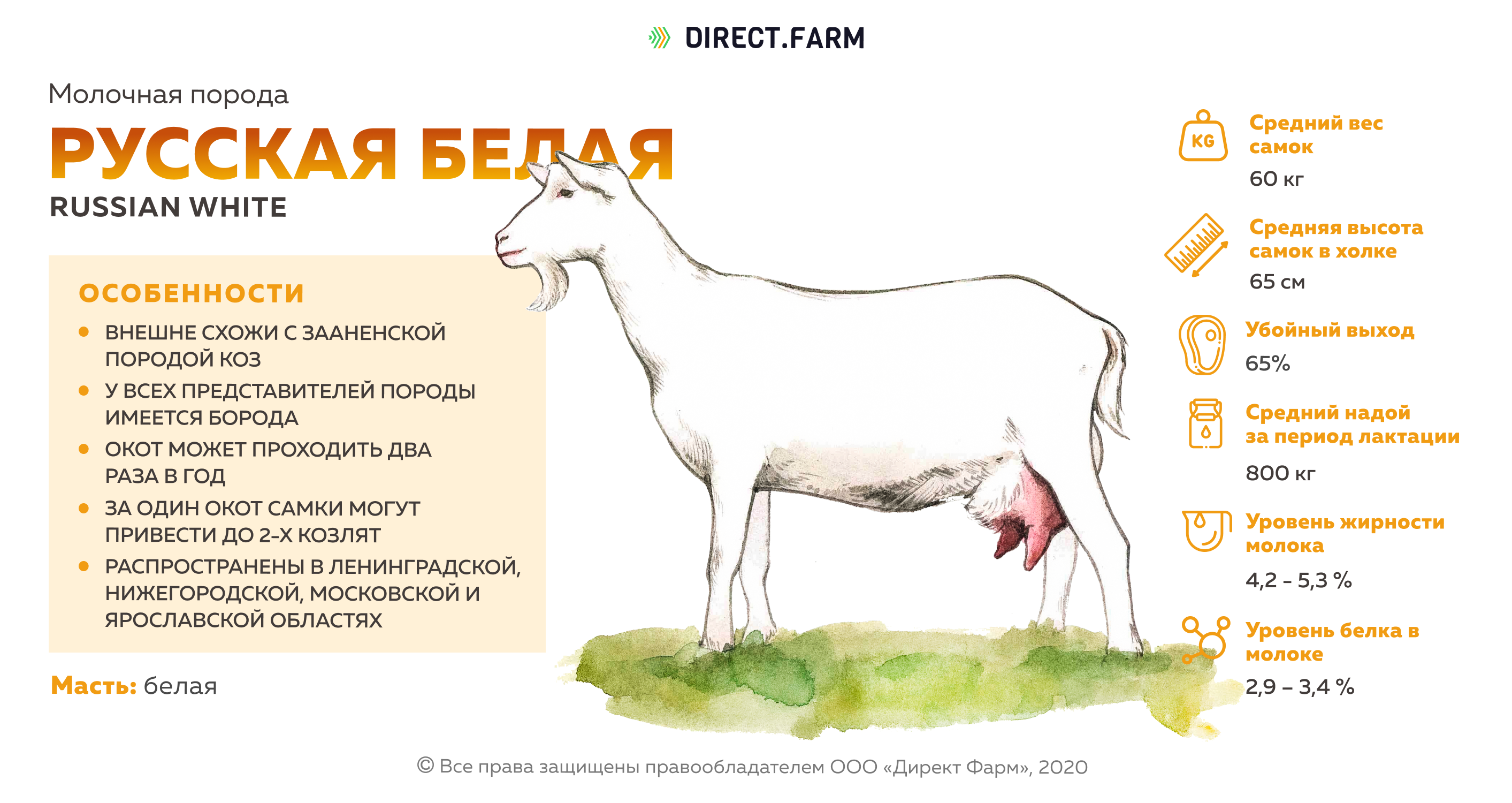 Сколько литров дает коза. Молоко козы нубийская порода. Сколько молока дает коза. Козы молочного направления продуктивности. Продуктивность молока пород коз.