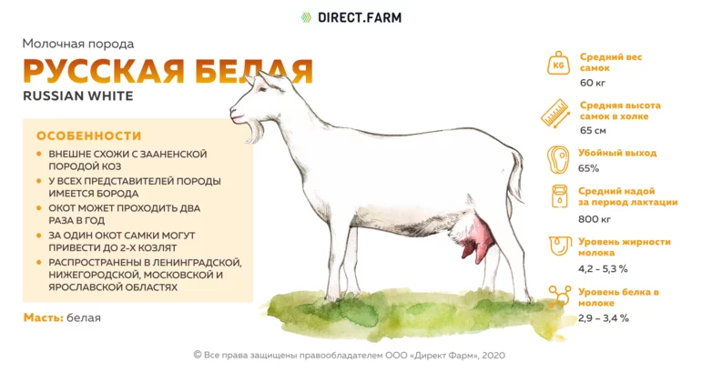 Русская белая порода коз