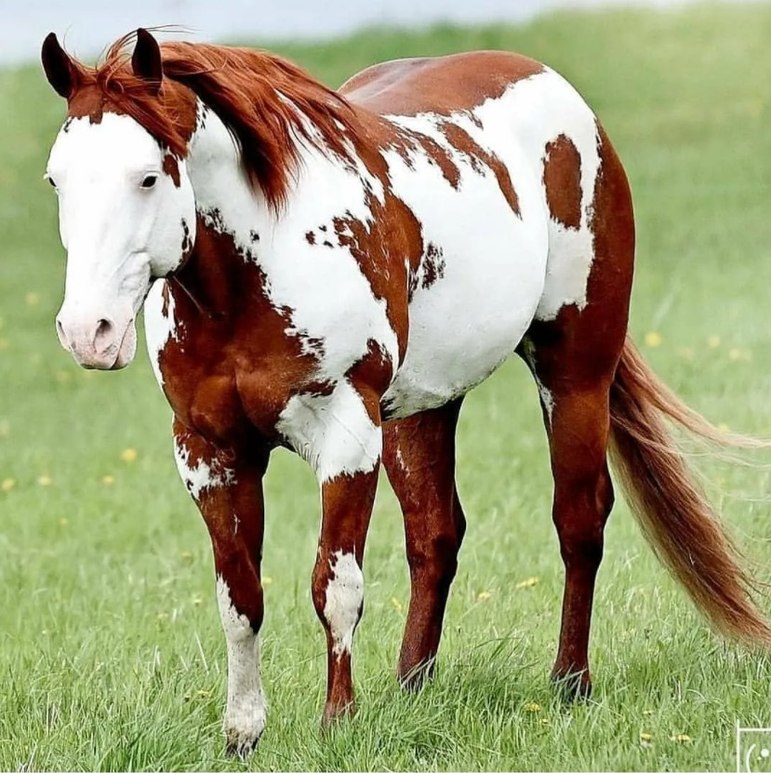 Американский пейнтхорс – порода лошадей
