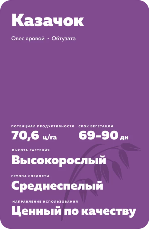 Казачок сорт овса ярового