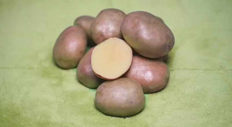 Романо - картофель. Характеристики и отзывы