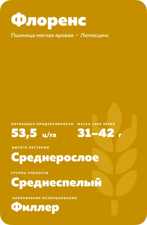 Флоренс (FLORENS) сорт мягкой яровой пшеницы