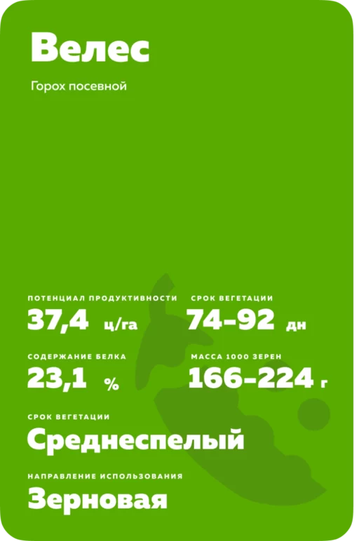 Велес ® - сорт гороха посевного ( Pisum sativum L.).