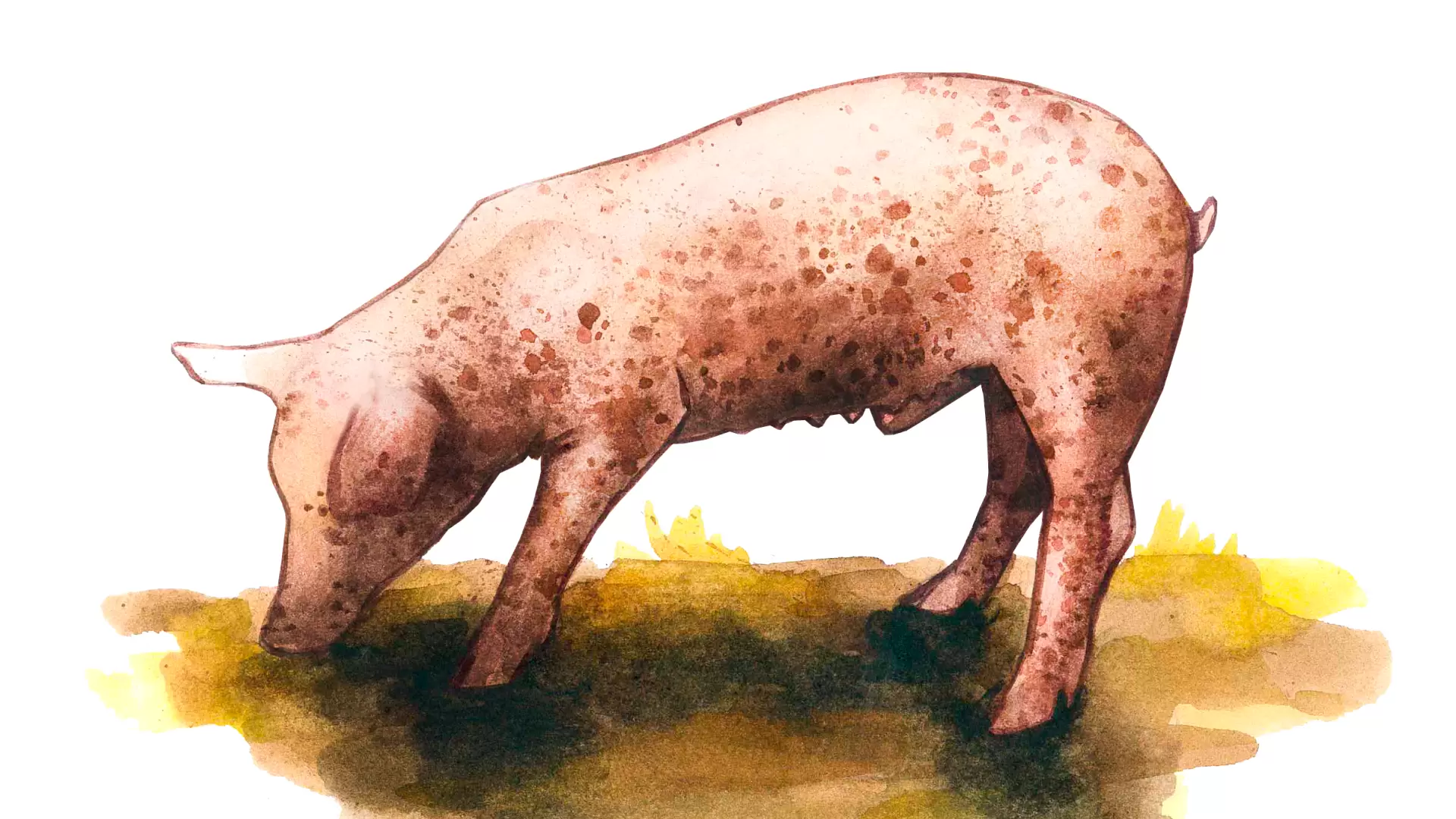 Отечная болезнь свиней (поросят): лечение и профилактика