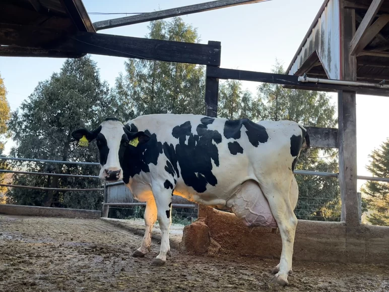 Голштинская корова установила новый рекорд по количеству молока за всю жизнь