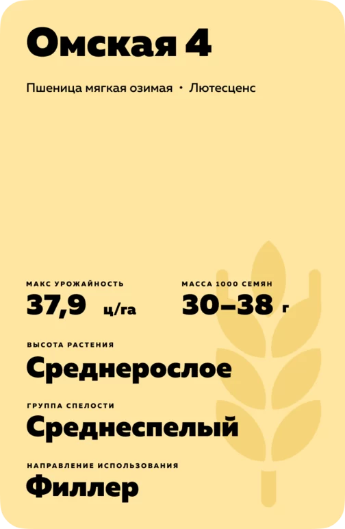 Омская 4 сорт мягкой озимой пшеницы