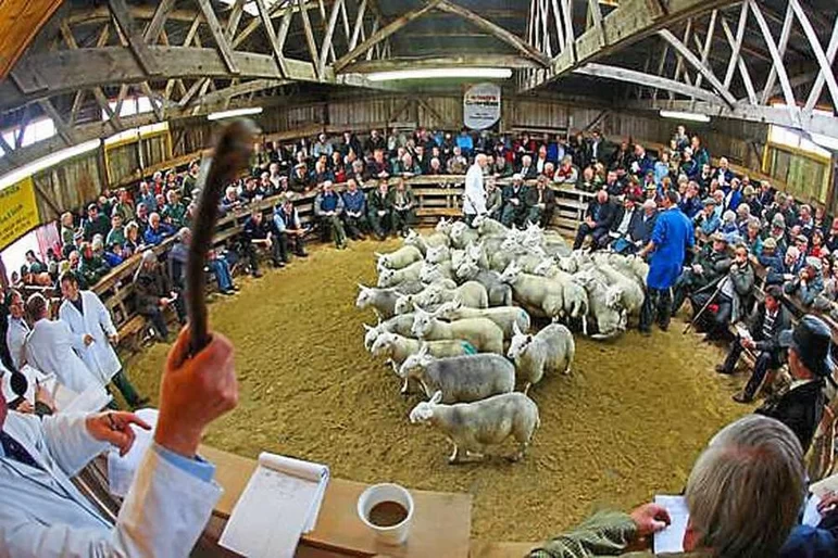 Аукцион для овечки