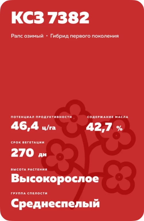 КСЗ 7382 (CSZ 7382)  гибрид озимого рапса