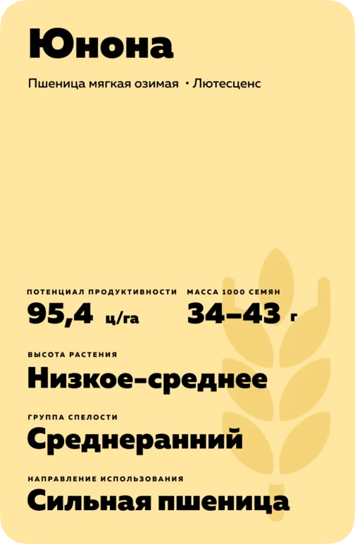 Юнона сорт мягкой озимой пшеницы