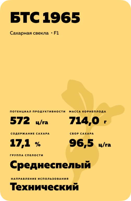 БТС 1965 (BTS 1965) свекла сахарная