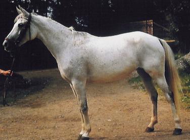 Делибозская порода лошадей (делибоз)