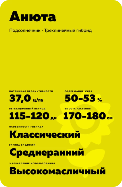Анюта гибрид подсолнечника