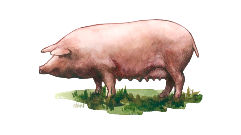Муромская порода свиней