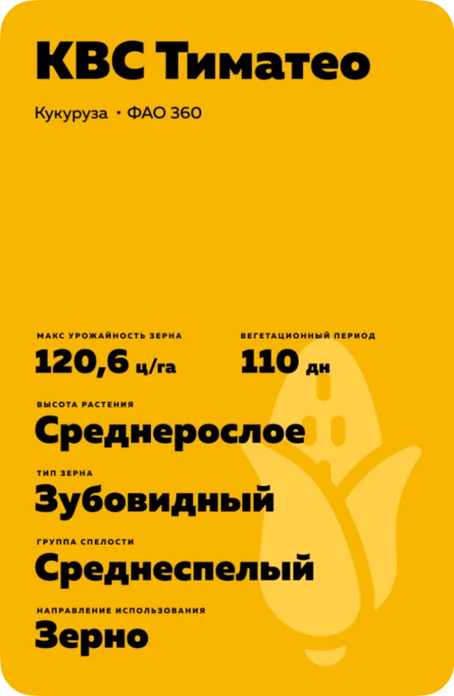 КВС Тиматео (KWS TIMATEO)