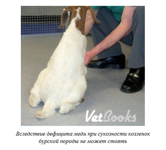 Харвуд – "Ветеринарное руководство по здоровью и благополучию коз". Гл. 12, ч. 1