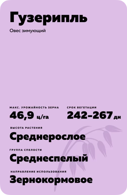 Гузерипль овес зимующий