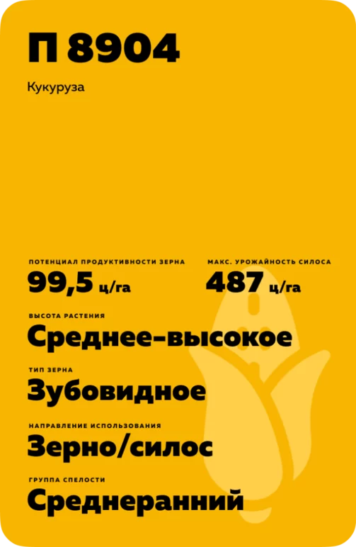 П 8904 - гибрид кукурузы