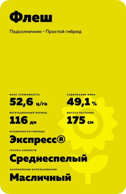 Флеш