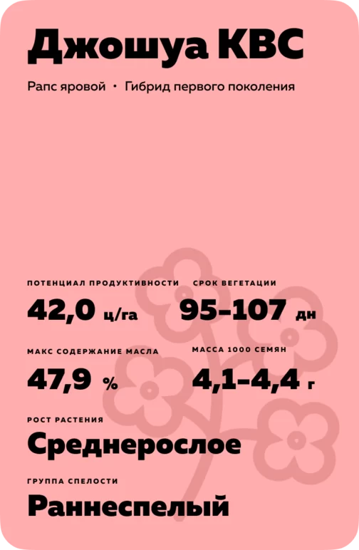 Джошуа КВС (JOSCHA KWS)