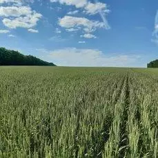 Влияние предшественников на урожайность яровой пшеницы