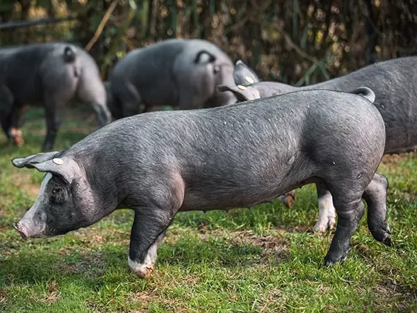 Пьемонтская порода свиней (неро ди ломеллина)