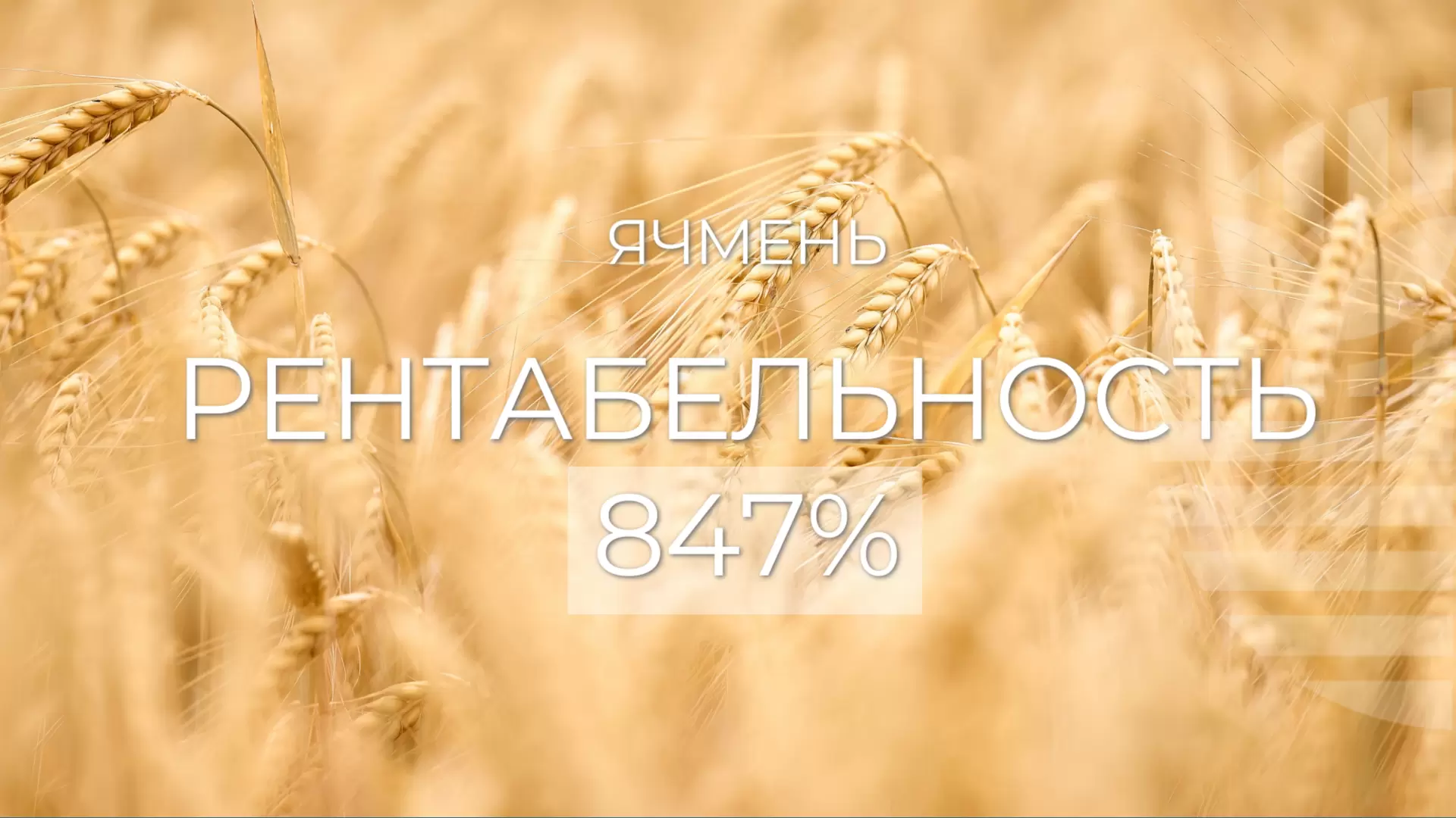 ЯЧМЕНЬ. Рентабельность применения препаратов BIOTENCE - 847%