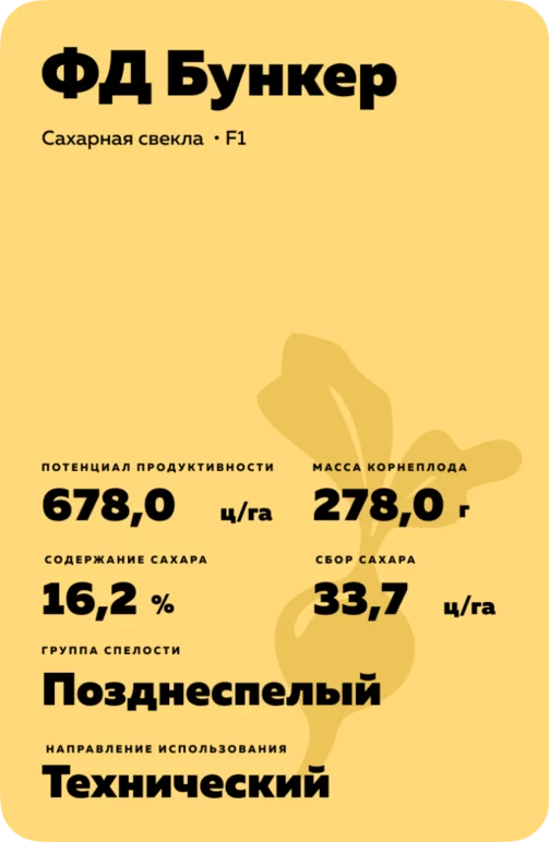 ФД Бункер - гибрид свеклы сахарной (Beta vulgaris L. ssp. vulgaris var. saccharifera Alef.).