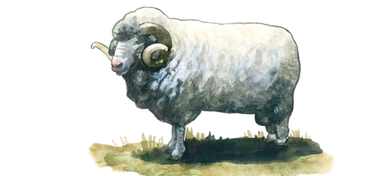 Советский меринос - порода овец