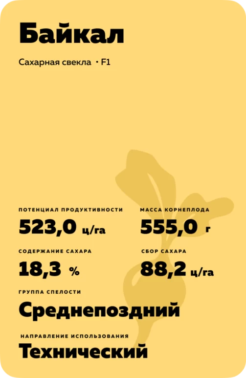 Байкал - гибрид свеклы сахарной (Beta vulgaris L. ssp. vulgaris var. saccharifera Alef.).