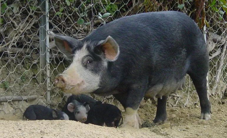 Пьемонтская порода свиней (неро ди ломеллина)